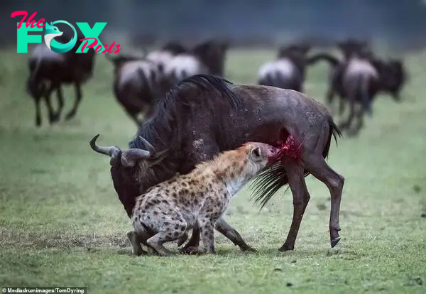 A graphic image shows the hyena tearing flesh out of its prey's already open wound. The vicious predators are known to be skilled hunters that will take down wildebeest or antelope - though usually in a pack