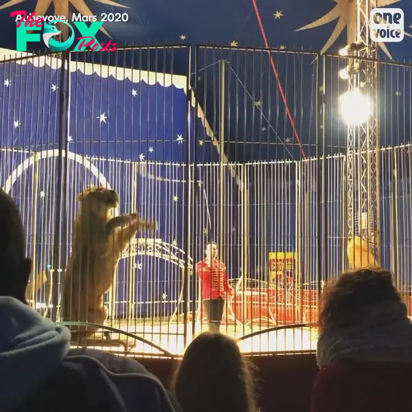 Pictures allegedly showing the lions performing at the circus