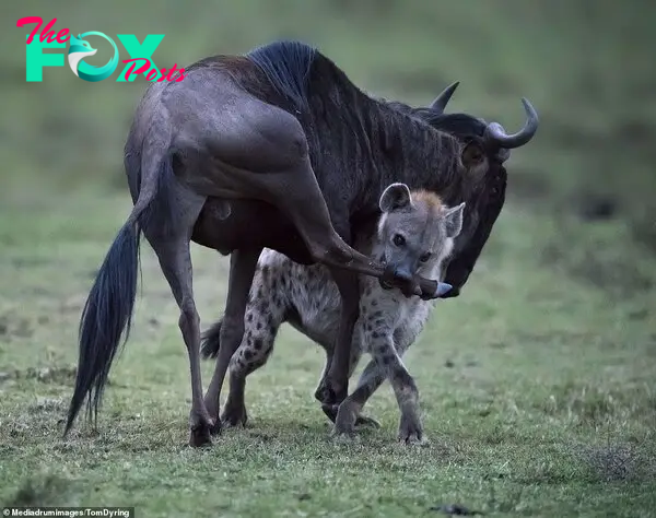 The wildebeest bucked but the determined lone hyena held fast. A solitary hyena weighs around 120lb, with the wildebeest usually weighing up to 600lb