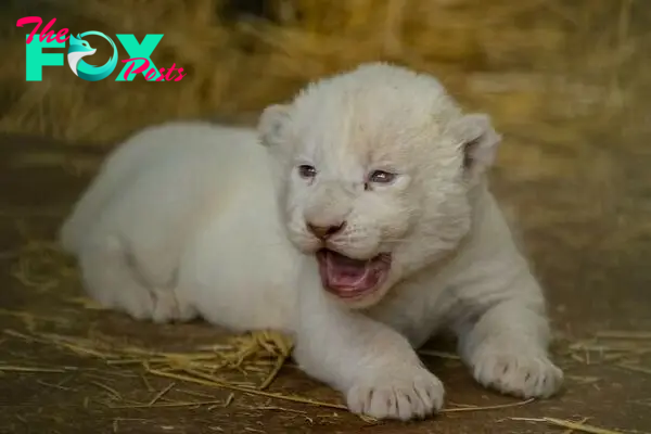 Rare White Lion Cubs Born At Skopje Zoo (11 Pics)