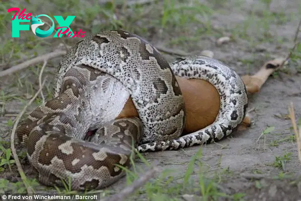 Savage: This picture shows just how wide the snake's jaws had to open to swallow its massive meal