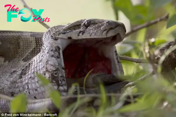 Big mouth: An African rock python dislocates its jaws to gobble up a young impala in Moremi National Park