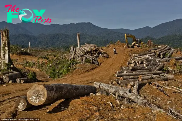 Ecosystems are cleared for oil palm plantations in Aceh Tamiang. This area is where the habitat was for Sumatran elephants, tigers and orangutans.