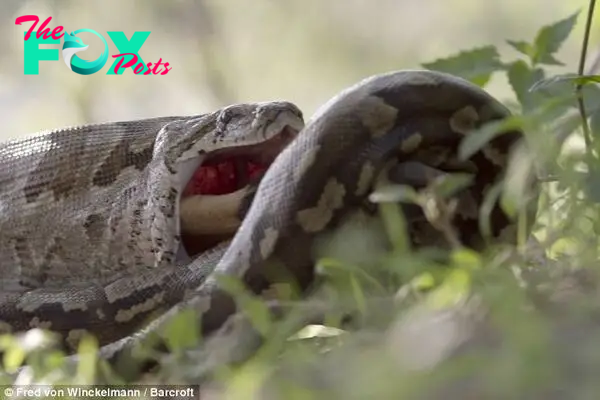 Preoccupied: The snake was so caught up in its meal that Mr Winckelmann was able to lie on his belly almost next to the beast to photograph it on its own level