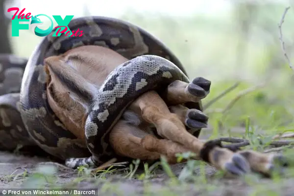 Constrictor: Pythons kill by wrapping their bodies around their prey and squeezing them until they suffocate