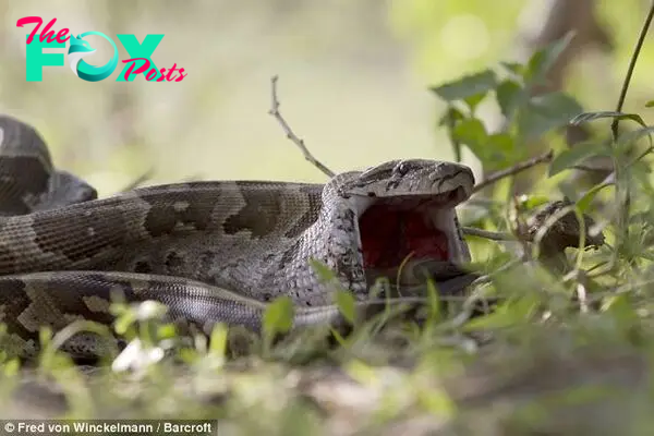 Down the hatch: The impala's back legs disappear down the python's gaping jaws and into its belly