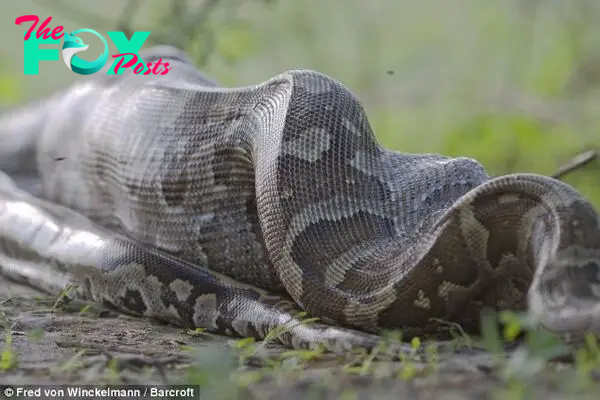 Food baby: The snake's belly bulges from its massive meal in these pictures taken by a Dutch photographer