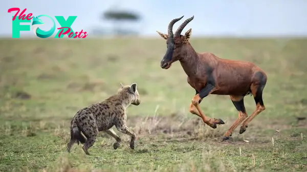 Hyena attack topi in the wild - YouTube