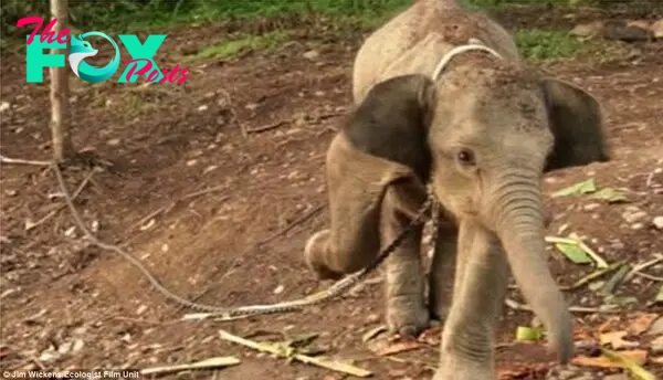 Capturing a baby elephant and holding it to ransom is grisly and depressing, but it is reality as humans and elephants fight for space.