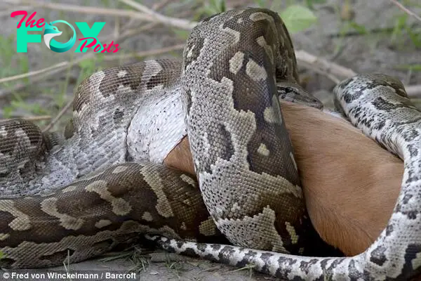 Stretchy: Pythons are able to swallow such large prey thanks to dislocatable jaws rigged with tendons, muscles and ligaments that can stretch to extraordinary lengths