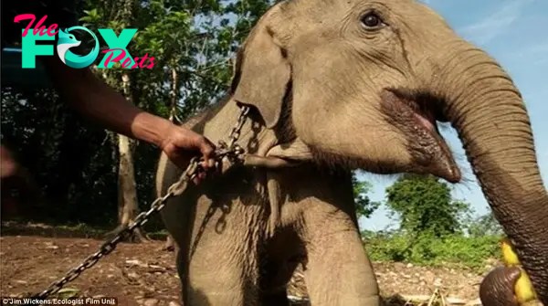 He strains against his chains, waving his little trunk for food and reassurance. He is bellowing in desperation for his mother.