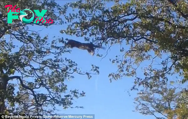 As the two animals clambered higher and higher, the daring feline made its way onto branches that could no longer carry its weight and it was forced to jump