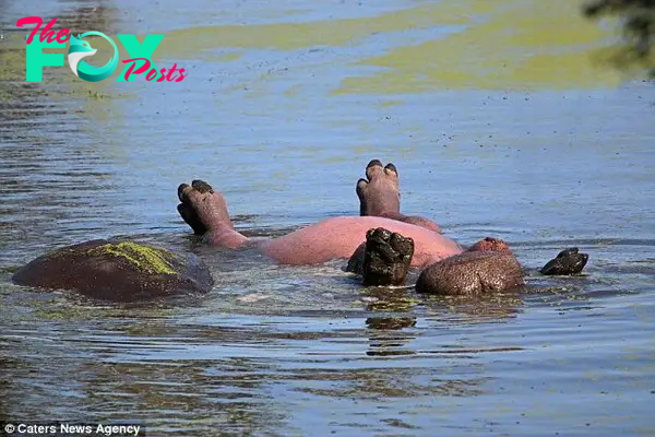 The lazy hippo had company as he assumed his unusual pose, which had several people chuckling