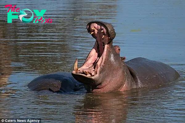 Photographer Jackie Cilliers was in a hide about 10 metres away when she captured the stunning images of the hippos