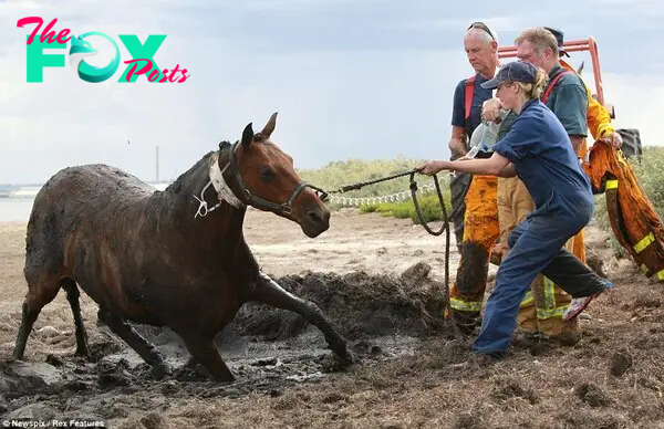 Saved: Vet Stacey Sullivan helps Astro to his feet as the effects of the sedation wear off