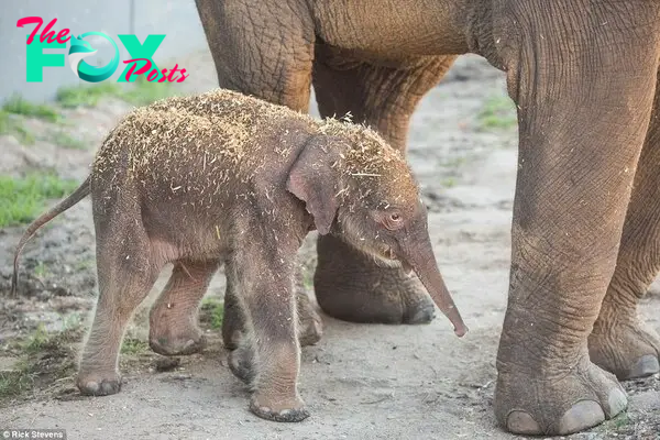 New Dumbo at Dubbo! An adorable baby Asian elephant has been born at Taronga Western Plains Zoo in New South Wales