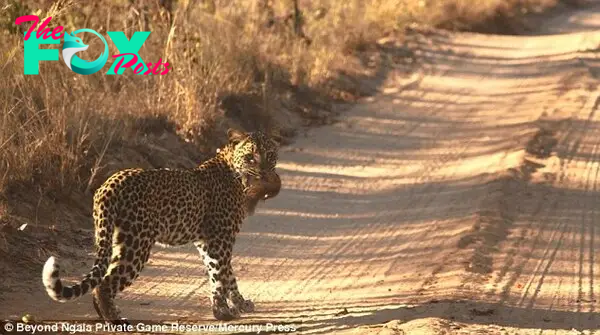 Amazingly, the big cat's gamble paid off and it was spotted later on with a squirrel lodged in its mouth