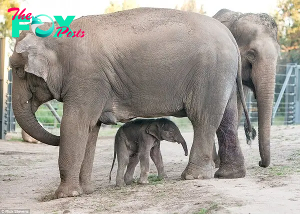 So cute: The newborn, who is yet to be named, was seen tentatively taking some of his first steps around his paddock