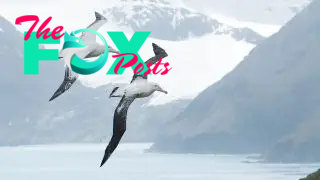 A pair of wandering albatross flying over mountains
