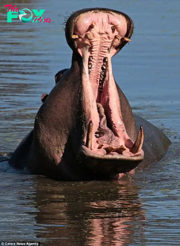 Fearsome: The common hippopotamus is the third-largest type of land mammal