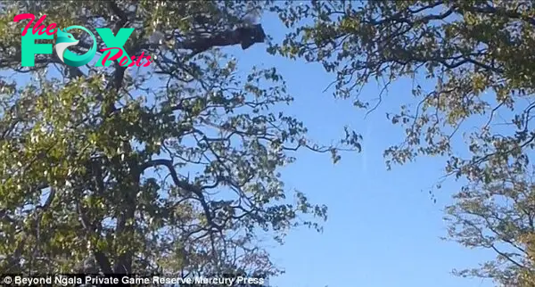 After the hunt proved fruitless, the leopard (top centre), which was fairly well disguised by the branches, clambered up the tree