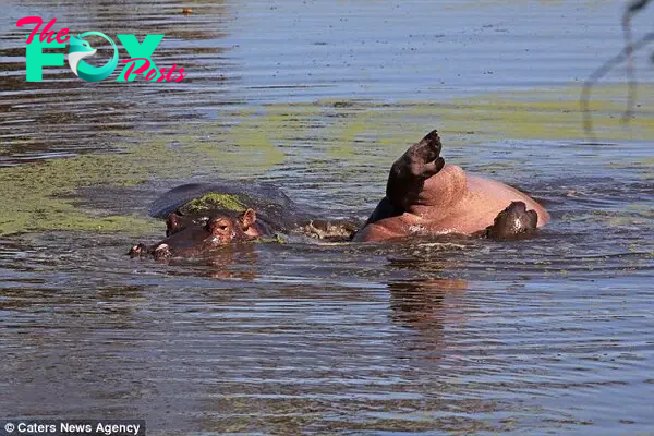 At first Jackie feared that the animal was injured, but he later appeared to just enjoy floating on his back