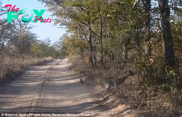 The big cat was initially seen completing a ground search near one of the dusty tracks in the African reserve