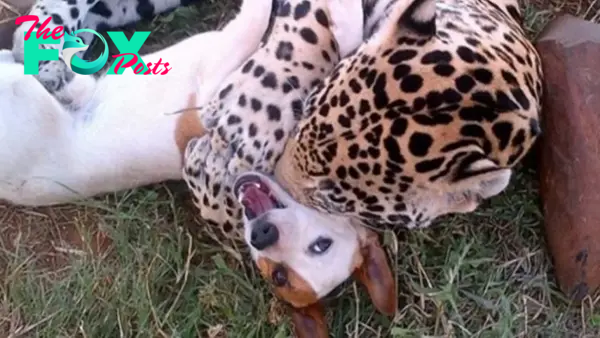 Have you ever seen friends like those ? Cute Dog and Jaguar Are Best Friends, Playing rough and tumble