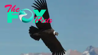 An Andean condor in flight