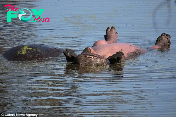 Playful pose: The hippo with its legs in the air as it floated on its back in the water at the Kruger National Park