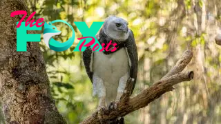 A harpy eagle on a branch