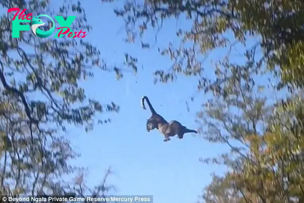 This is the incredible moment a leopard flung itself off a tree in a desperate bid to catch a squirrel in Kruger National Park, South Africa