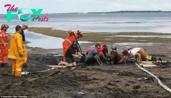 Race against the tide: The water is seen getting closer to the horse as the group battles to free him