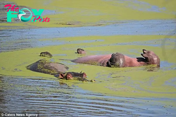 Belly up: The upside down hippo makes the best of the warm weather as his companion takes a more conventional position in the water