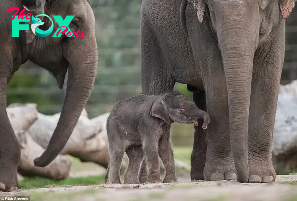 Adorable! The male calf was born yesterday afternoon and is already up and about on his feet and doing well