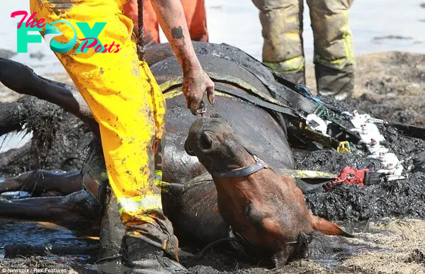 Sedated and exhausted: Astro collapses on the ground after he is pulled free of the mud, to the relief of rescuers