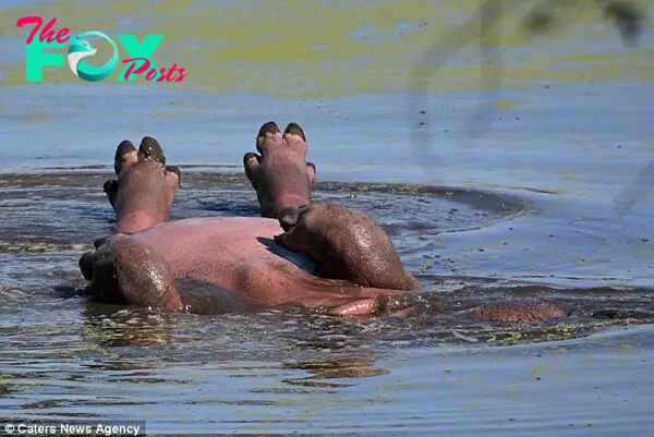 At first photographer Jackie Cilliers thought the animal was injured, but it later turned out to be chilling out in the water