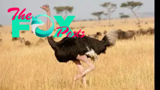 An ostrich walking through grass