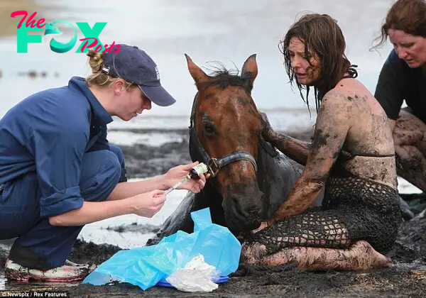 To the rescue: Vet Stacey Sullivan prepares to sedate Astro in a bid to get him out safely