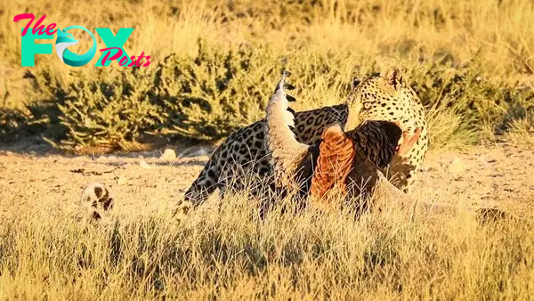 Leopard catches Bateleur in mid air.