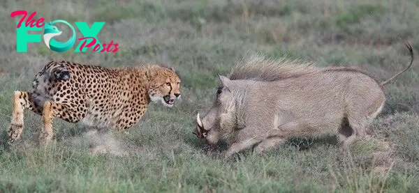 Motherly instinct: Cheetah vs warthog | Graaff-Reinet Advertiser