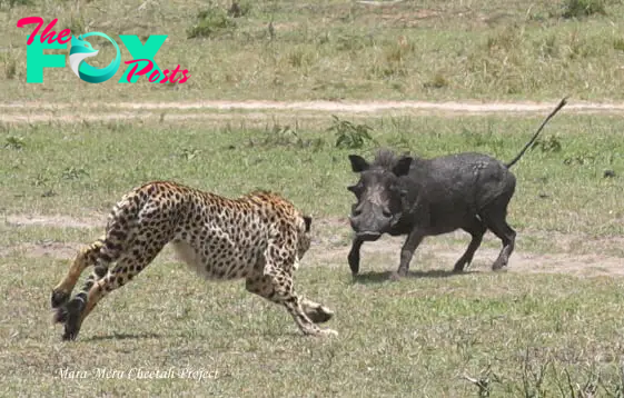 CHEETAHS and WARTHOGS – Mara Meru Cheetah Project