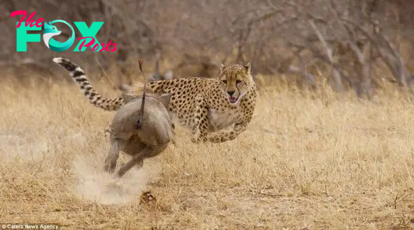 Hang on, what's this? Combining a never-say-die attitude with stunning bravery, the warthog executes a swift U-turn and takes the fight directly to her pursuer. The cheetah looks more than a little surprised