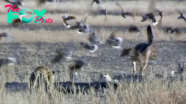 Leopard Hunting Jackal That's Hunting Birds