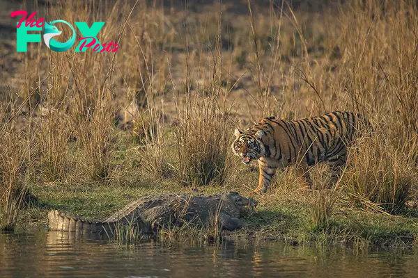 Tiger vs Croc -
