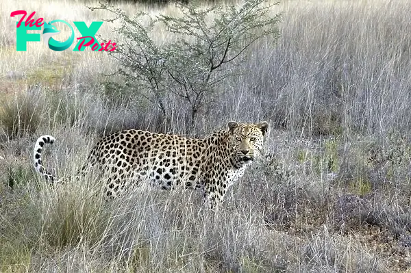 Leopard Namibia Our beautiful pictures are available as Framed Prints, Photos, Wall Art and Photo Gifts