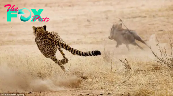 And they're off: After meticulously stalking its prey, this cheetah uses its breathtaking speed to close the distance between its hiding place and its meal. It looks like curtains for the chubby little warthog