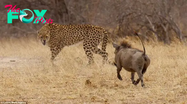 Stand-off: The warthog keeps the snarling cheetah at bay - but realises that there's no point pushing her luck and retreats before the hunter regains the upper hand