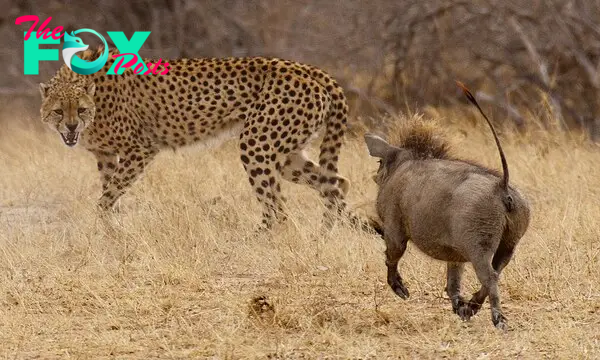 Cheetah-ed out of a meal: Hunter becomes the hunted as warthog turns the tables on fast-moving cat | Daily Mail Online