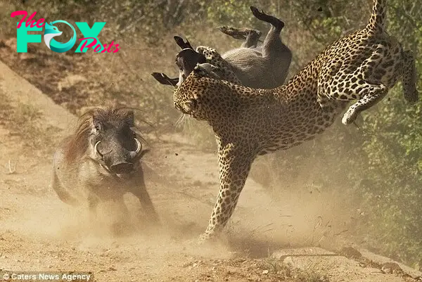 Koos Fourie's amazing pictures show mother warthog fighting off LEOPARD trying to snatch its baby | Daily Mail Online